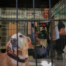 Altri Animali: una scena del documentario di Guido Votano