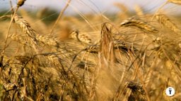 Van Gogh. Poeti e amanti - Trailer del film d'arte