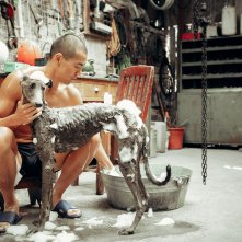 Black Dog: un'immagine