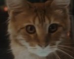 Alien: Pianeta Terra, i nuovi teaser mostrano i protagonisti e un adorabile gatto