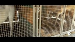 L'ultimo spettacolo - Trailer del documentario di Andrea Morabito