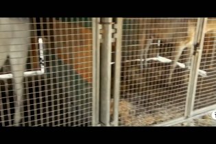 L'ultimo spettacolo - Trailer del documentario di Andrea Morabito