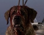 Cujo: il romanzo di Stephen King verrà adattato nuovamente in un film destinato a Netflix