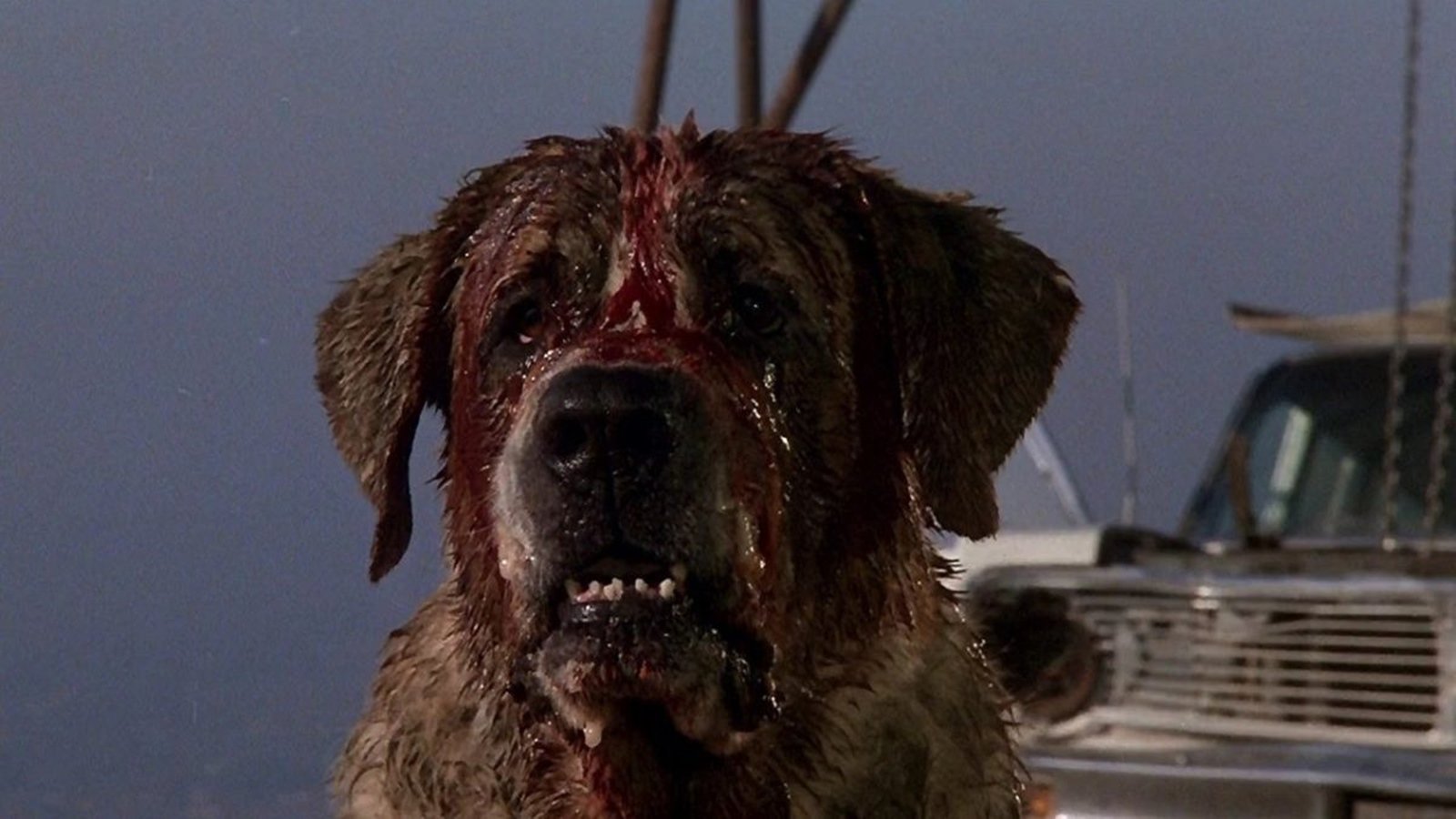 Una foto del film Cujo