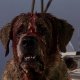 Cujo: il romanzo di Stephen King verrà adattato nuovamente in un film destinato a Netflix