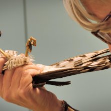 Altri animali: un rapace curato dalla clinica Duemari