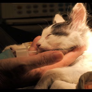 Altri animali: un gattino da curare