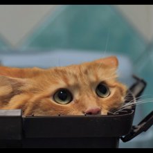 Altri animali: un gattino spaventato