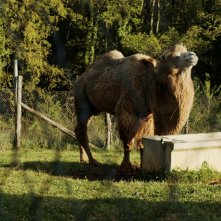 L'ultimo spettacolo: un cammello nel santuario di Animanatura