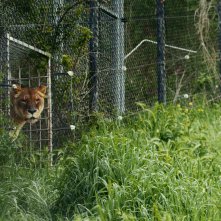 L'ultimo spettacolo: la leonessa Elsa nel santuario di Animanatura