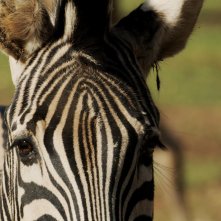 L'ultimo spettacolo: la zebra Arturo