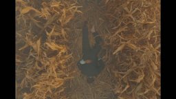 La Trama Fenicia - Trailer italiano del film di Wes Anderson con Benicio Del Toro e Scarlett Johansson