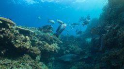 Reef Builders - Trailer del documentario