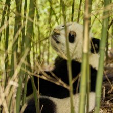 Moon il Panda: un frame del film
