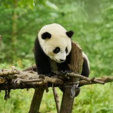 Moon il Panda: il panda protaognista del film