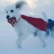Superman, James Gunn svela la reazione del suo cane alla vista di Krypto: 'Ogni volta prova a suicidarsi'