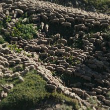 Fino alle montagne: pecore nella vallata