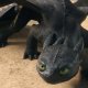 Dragon Trainer conquista anche il pubblico italiano, il debutto sfiora i 3 milioni di euro