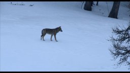 In marcia coi lupi - Trailer italiano del documentario