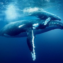 I segreti dell'oceano con David Attenborough: due balene in una foto del documentario