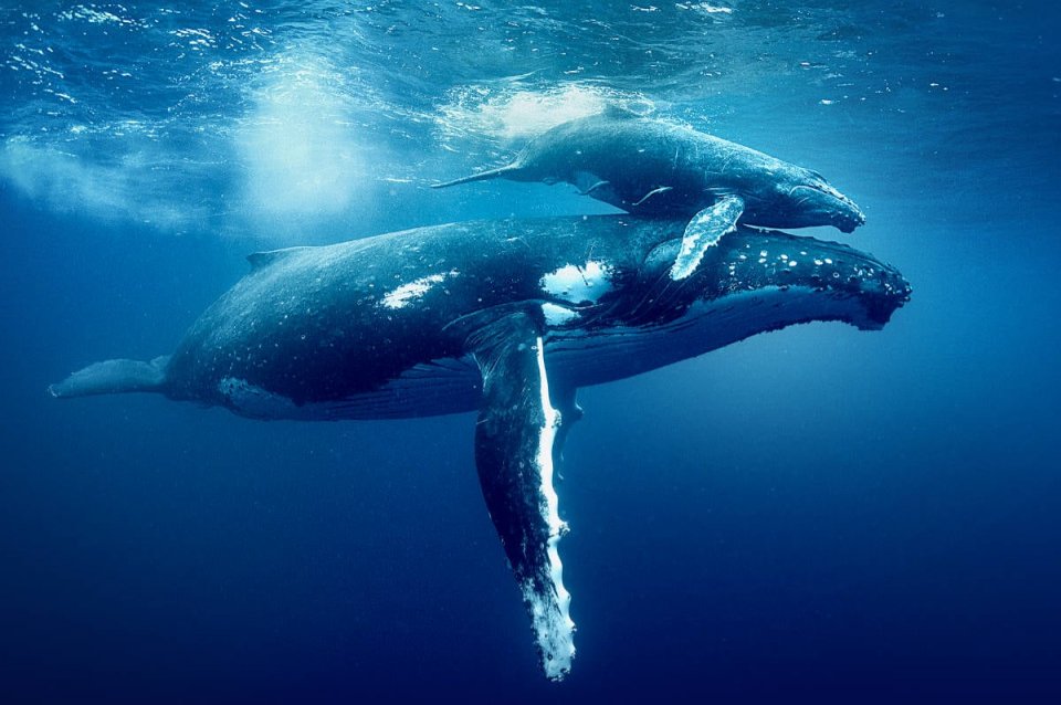 I Segreti Dell Oceano Balene