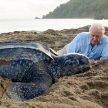 I segreti dell'oceano con David Attenborough: una grande tartaruga marina e David Attenborough sulla spiaggia
