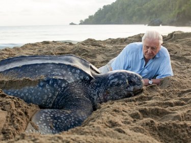I Segreti Dell Oceano David Attenborough Tartaruga