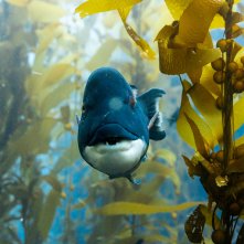 I segreti dell'oceano con David Attenborough: una foto del documentario