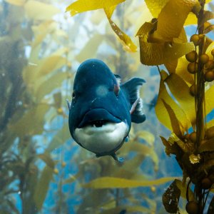 I segreti dell'oceano con David Attenborough: una foto del documentario