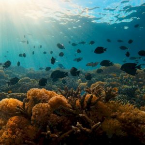 I segreti dell'oceano con David Attenborough - una ripresa sottomarina del reef