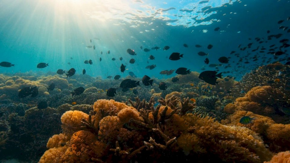 I Segreti Dell Oceano Reef
