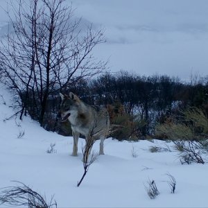 In marcia coi lupi: una scena