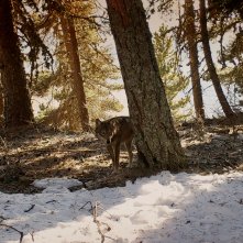 In marcia coi lupi: una sequenza tratta dal film