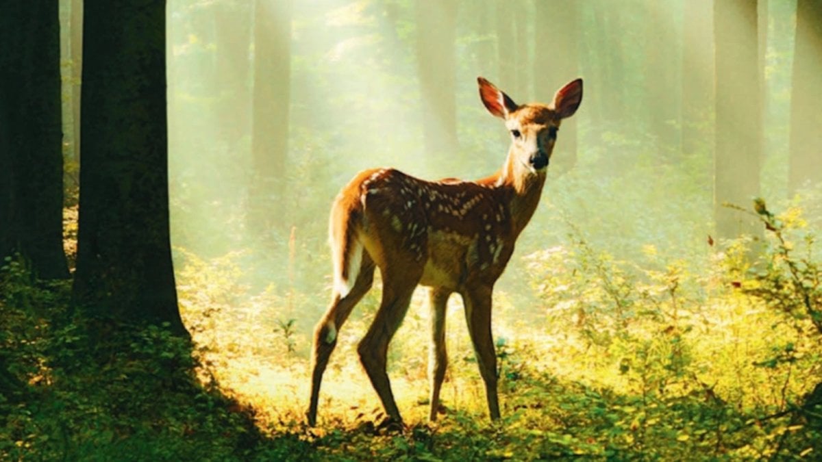 Bambi, arriva al cinema la pellicola consigliata da WWF e non è un live action Bambi, arriva al cinema la pellicola consigliata da WWF e non è un live action