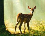 Bambi, arriva al cinema la pellicola consigliata da WWF e non è un live-action