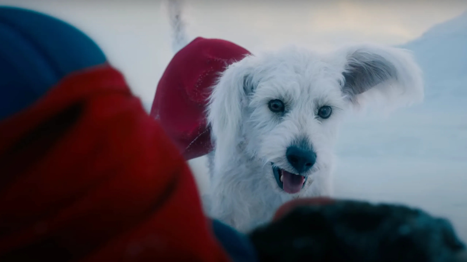 Un'immagine di Krypto in Superman