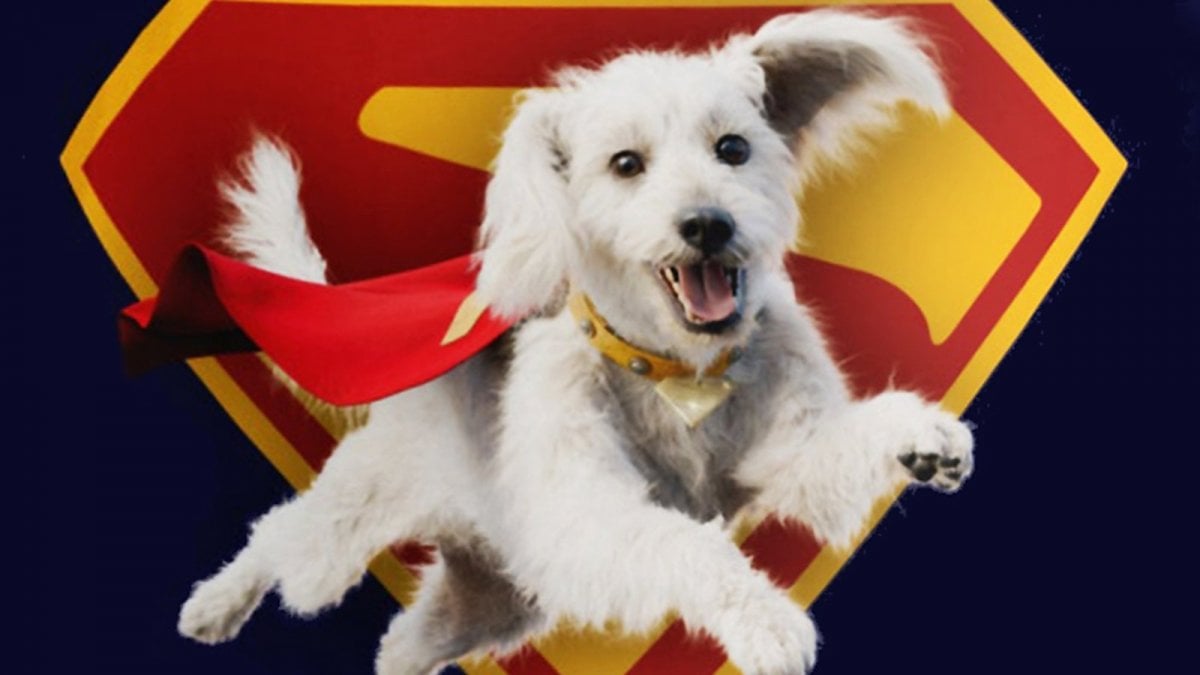 Superman, la creatrice di Beastars omaggia il film di James Gunn con un "suo" Krypto Superman, la creatrice di Beastars omaggia il film di James Gunn con un "suo" Krypto