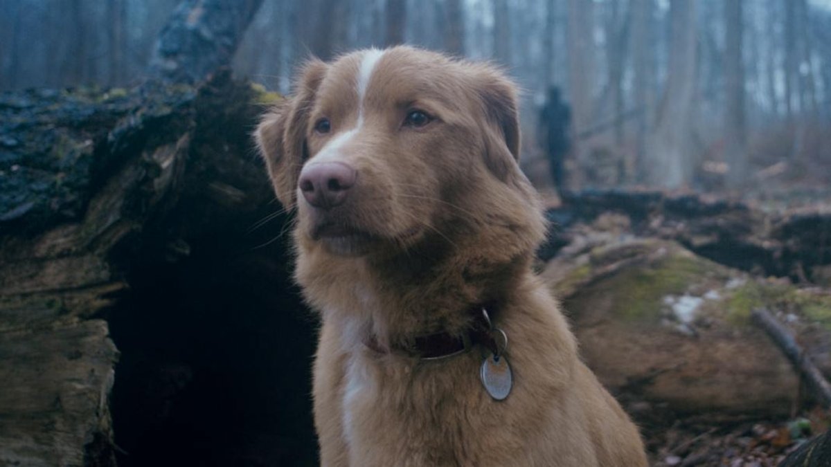 good boy il trailer dell originale horror con un cane protagonista anticipa tensione e momenti drammatici