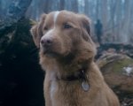 Good Boy: il trailer dell'originale horror con un cane protagonista anticipa tensione e momenti drammatici