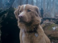 Good Boy: il trailer dell'originale horror con un cane protagonista anticipa tensione e momenti drammatici