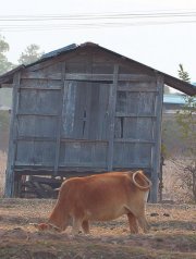 Locandina di Back Home