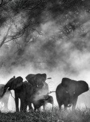 Locandina di Ghost Elephants