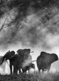 Locandina di Ghost Elephants