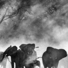 Locandina di Ghost Elephants