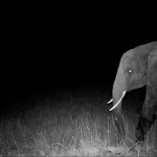 Ghost Elephants: una foto del film