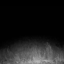 Ghost Elephants: un'immagine del film