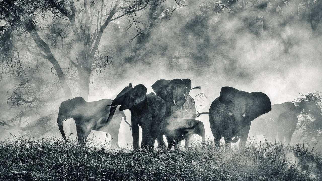 Ghost Elephants: il documentario di Herzog sugli elefanti giganti