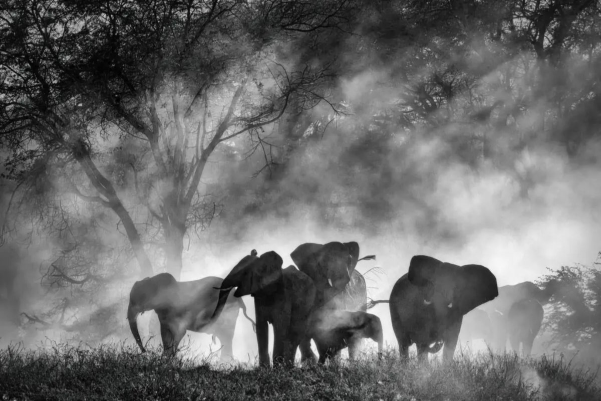 ghost elephants recensione herzog alla ricerca della sua moby dick