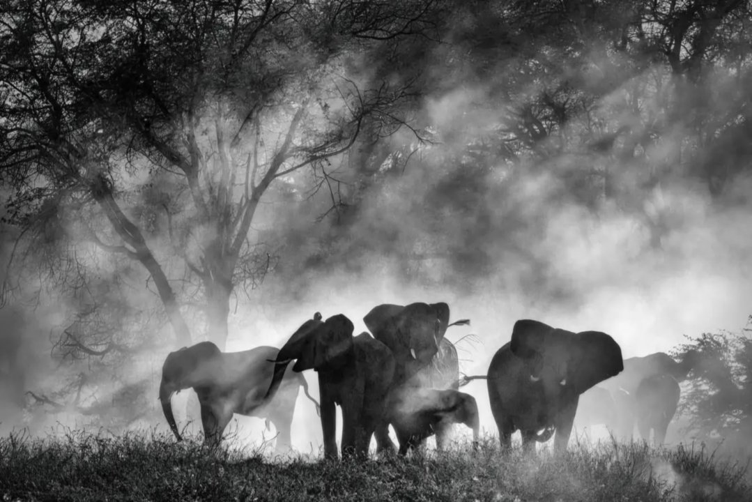 Ghost Elephants, recensione: Herzog alla ricerca della sua Moby Dick
