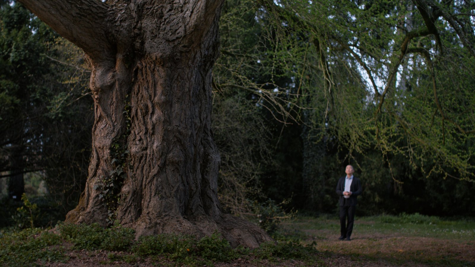 Il ginkgo biloba protagonista di Silent Friend